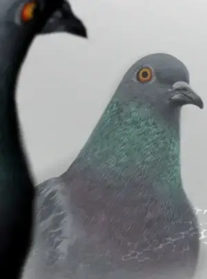 Bồ Câu Lee Heon-Seo Của Quận Seongbuk